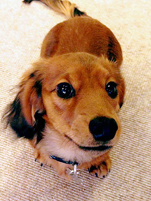 Tatler Magazine Dog Dies at Vogue House