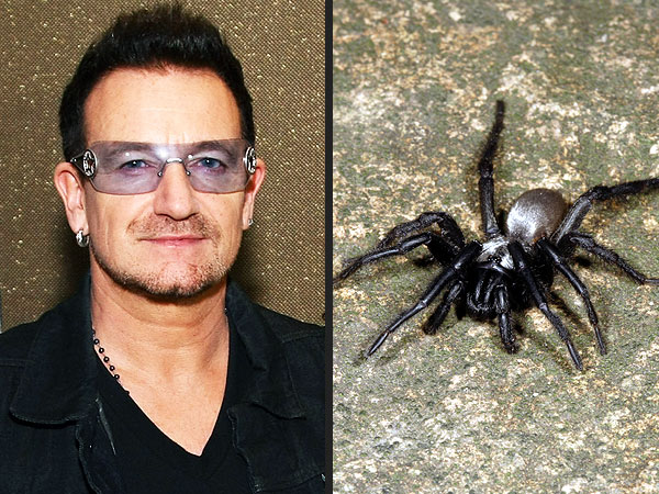 Biologist Names New Spider Species After Bono