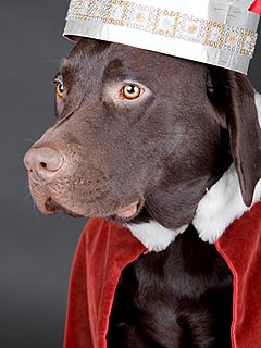 The Water Bowl: Yup, Americans Still Love Their Labrador Retrievers