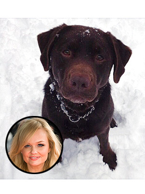 Emma Bunton's Search for Lost Dog Comes to 'Terrible' End