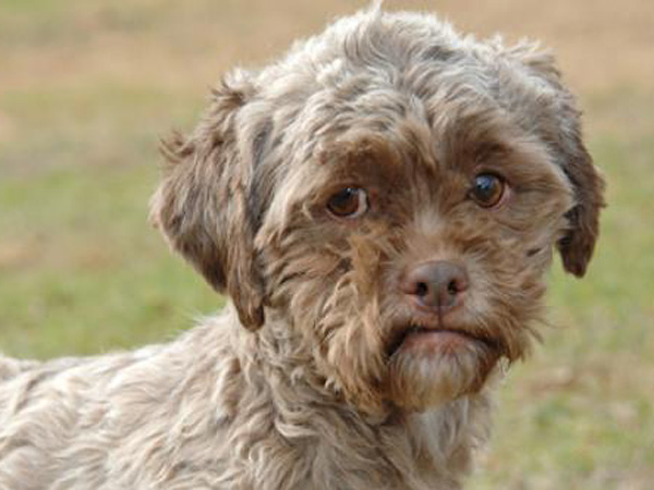 Dog With Human Face Named Tonik Up For Adoption