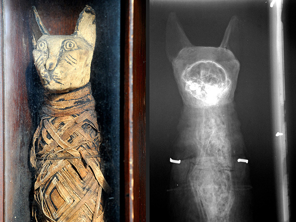 Bed & Breakfast Owner Finds Mummified Cat in His Attic