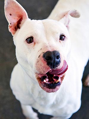 Adopt Me! Snowflake Wants You All to Herself