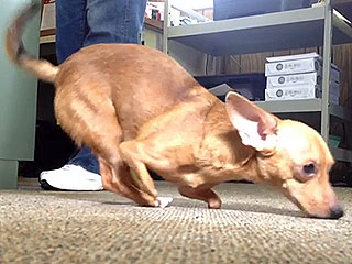 Disabled 'Kangaroo' Dog to Walk Again – with the Help of $7,000 in Donations