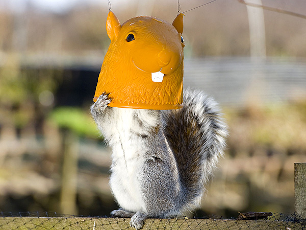 The Daily Treat: The Cutest (And Nuttiest) Master of Disguise We've Seen Since Halloween