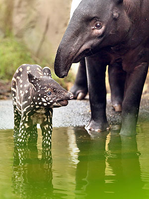 The Daily Treat: Baby Tapir Shows Off His Spots