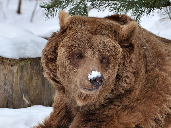 Bear with Snow on Nose: Photo