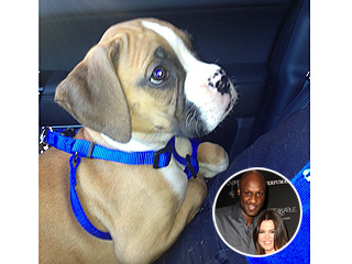 Lamar Odom Gets Khloé Kardashian a Puppy | Khloe Kardashian, Lamar Odom