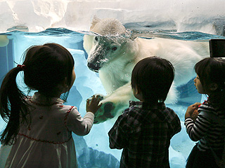 The Daily Treat: Friendly Polar Bear Just Wants to Meet You