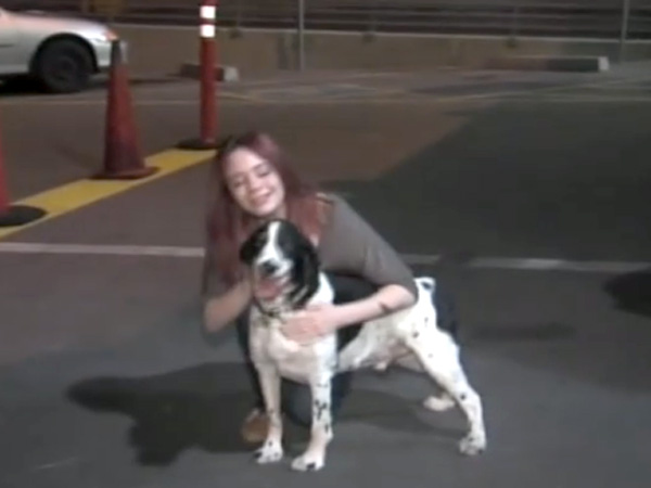 Dog Flies to Ireland on Wrong Flight in United Airlines Mix-up