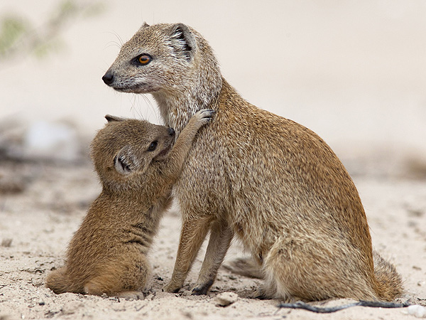 Yellow Mongoose with Baby: Photo