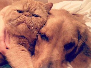 The Daily Treat: Sometimes Cats and Dogs Become BFFs