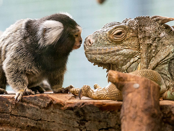 PHOTO: Common marmoset, green iguana, Germany zoo, Unlikely Friends