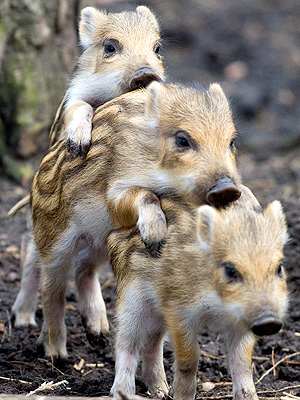 Boar Piglets in Germany: Photo