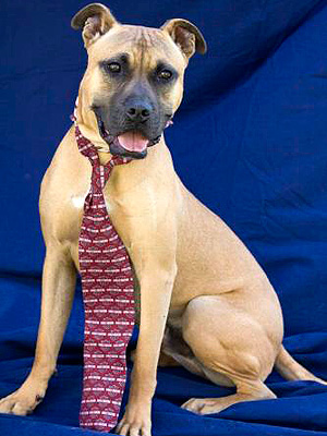 Adopt Me! Swayze Wants to Shower You With Kisses