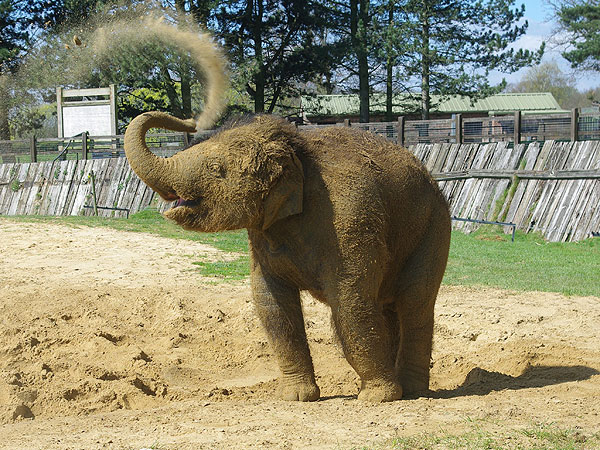 Elephant Covered in Sand at Zoo in England