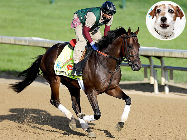 Kentucky Derby 2013: Horses Picked by Uggie