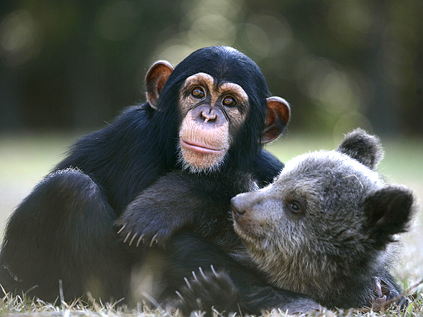 The Daily Treat: This Baby Chimp and Bear Can't Get Enough of Each Other