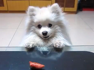 A Dog's Metaphor for Anything You've Ever Wanted Really, Really Badly