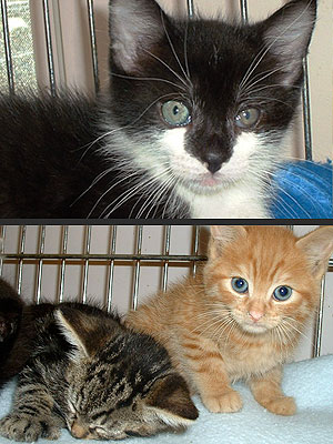 Adopt Us! Meet Three Kittens Who Will Steal Your Heart