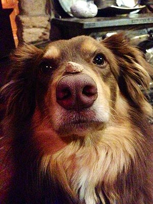 The Daily Treat: Hey, Look, There's Something on Finn Seyfried's Nose!