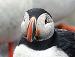 The Daily Treat: Perky Puffins Line Up to Be Counted in British Census