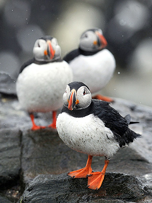 Farne Islands Puffins