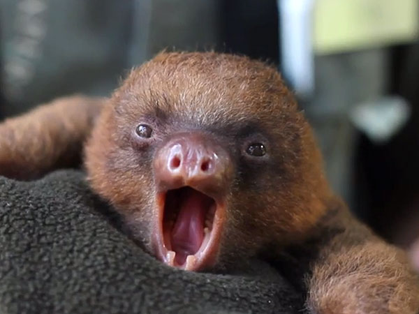 Are Baby Sloth Yawns Contagious, Too?