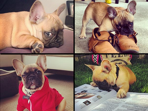 Instagram Dog, Lil_Theezy, Theo: Photos