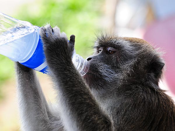 Macaque Monkey with Bottle: Photo