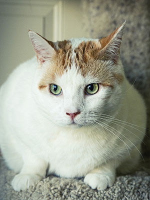 Adopt Me! Once a Fearful Stray, Jules Is Now Sweet and Social