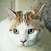 Adopt Me! Once a Fearful Stray, Jules Is Now Sweet and Social