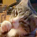 Quit Kissing This Cat
