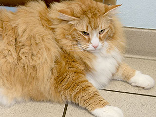 Britain's Fattest Cat – 30 Lbs. – Forced to Go on Diet