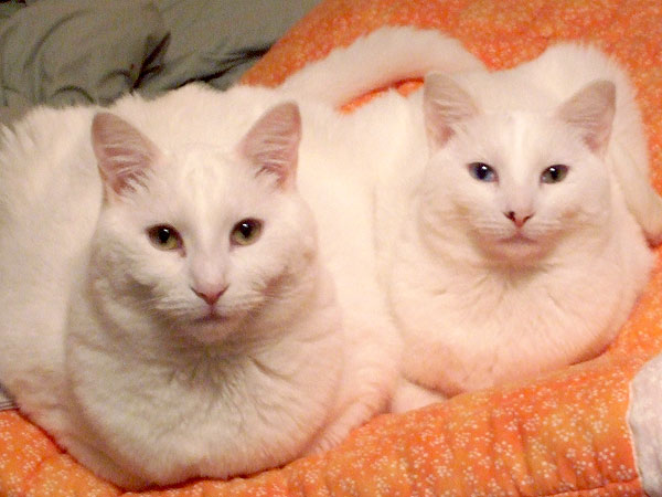 Adopt Us! Siblings Frio & Stardust Rely On Each Other