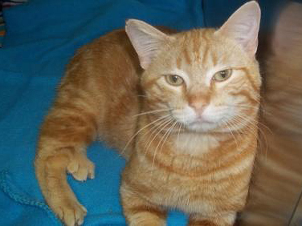 Adopt Me! Loveable Luke Is a Cuddler