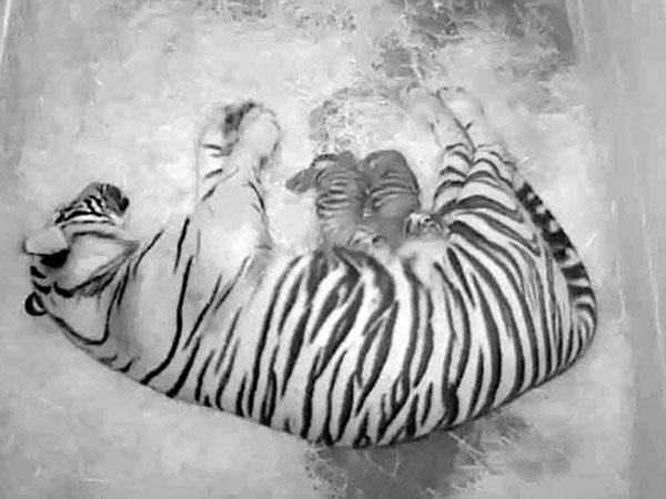 Tiger Cubs Born at National Zoo: Photo
