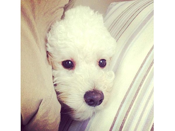 Hillary Scott Lady Antebellum Baby: Dog Photo