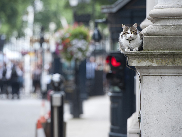 Larry 10 Downing Street Cat: Photo