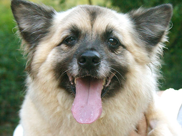 Dog Up for Adoption: Charley in East Hartford, Connecticut