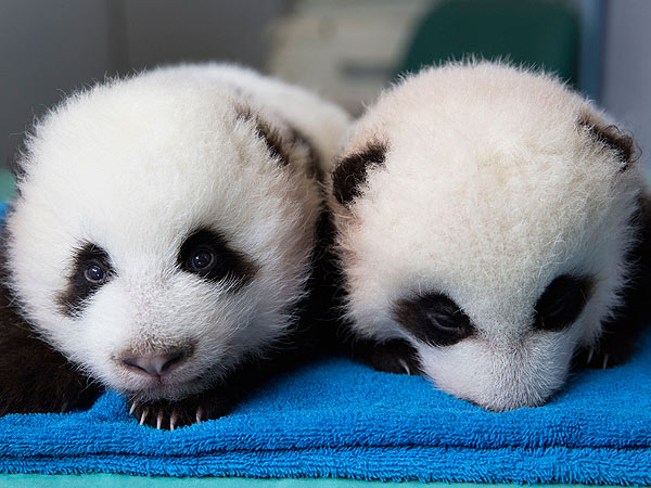 Atlanta Zoo Panda Twins Need Names