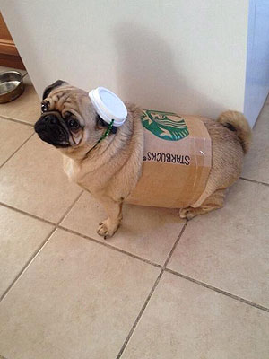 Pugkin Spice Latte: Dog Dressed as Starbucks Drink