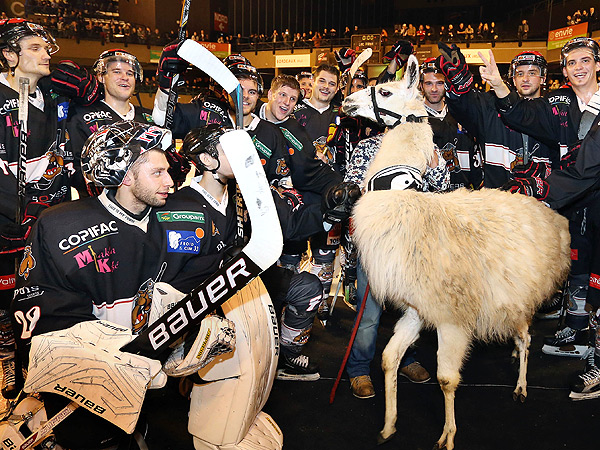 Serge the Llama with Bordeaux Hockey Team in France: Photo