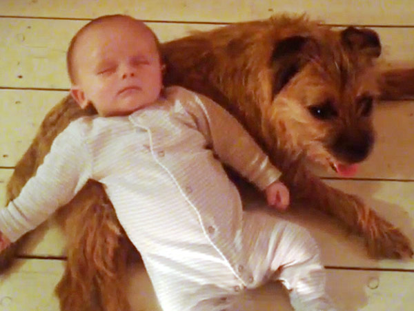 Dog Rocks Baby to Sleep on Belly: Video