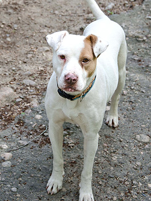 Adoptable Dog: Dreamer in Rhode Island