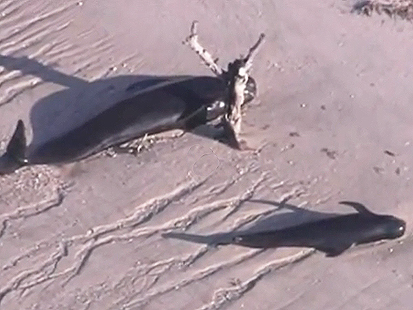 Whales Stranded, Beached in Everglades National Park