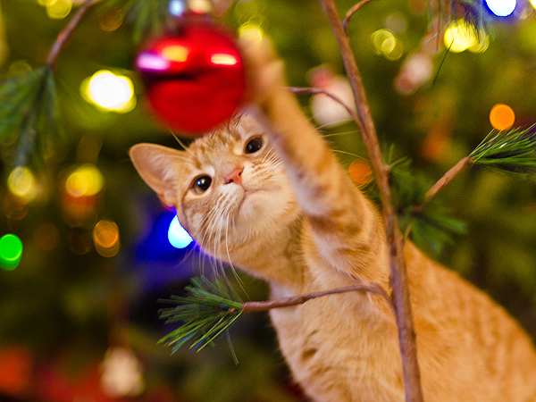 7 Ways to Pet-Proof Your Christmas Tree
