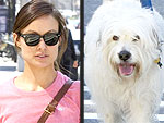 Stars and Their Pets: Olivia Wilde's City Strutter