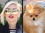 Stars and Their Pets: Gwen Stefani's Fur-ocious Accessory | Gwen Stefani