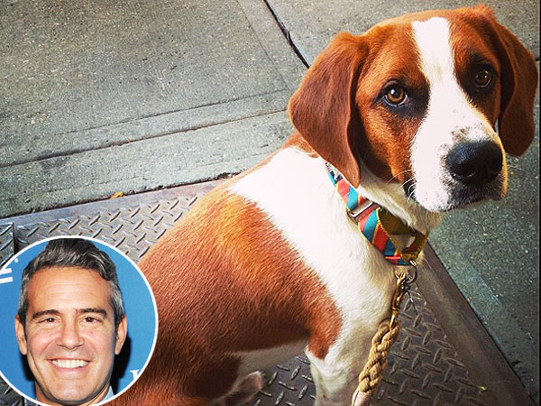 Andy Cohen Adopts Dog: Photo